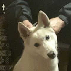 Подробнее об объявлении «Пропала собака Икша» Фото: пропала собака Шетландская овчарка «Пропала собака Икша» в г. Икша