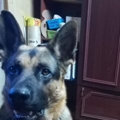 Подробнее об объявлении «Пропала собака кобель Новосибирск» Фото: пропала собака Немецкая овчарка «Пропала собака кобель Новосибирск» в г. Новосибирск