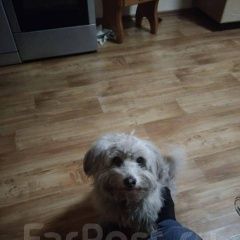 Подробнее об объявлении «Пропала собака кобель любимец. Артем» Фото: пропала собака  «Пропала собака кобель любимец. Артем» в г. Артем