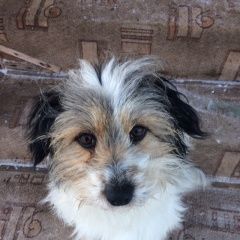 Подробнее об объявлении «Пропала собака собока в районе березняков. Тюмень» Фото: пропала собака  «Пропала собака собока в районе березняков. Тюмень» в г. Тюмень