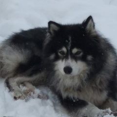 Подробнее об объявлении «Пропала собака кобель 17км, п. новый Елизово (Камчатская обл.)» Фото: пропала собака  «Пропала собака кобель 17км, п. новый Елизово...» в г. Елизово (Камчатская обл.)