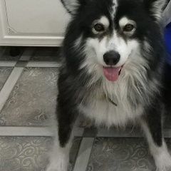 Подробнее об объявлении «Пропала собака кобель Елизово (Камчатская обл.)» Фото: пропала собака Аляскинский маламут «Пропала собака кобель Елизово (Камчатская обл.)» в г. Елизово (Камчатская обл.)