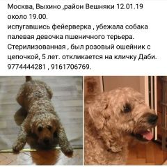 Подробнее об объявлении «Пропала собака девочка ирландский мягкошёрстный Москва» Фото: пропала собака Ирландский терьер «Пропала собака девочка ирландский мягкошёрстный...» в г. Москва