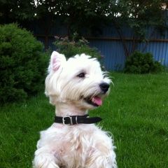 Подробнее об объявлении «Пропала собака кобель Самара» Фото: пропала собака Вест хайленд уайт терьер «Пропала собака кобель Самара» в г. Самара