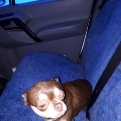 Подробнее об объявлении «Пропала собака кобель четвероногий друг и член семьи со Смоленск» Фото: пропала собака Чихуахуа «Пропала собака кобель четвероногий друг и член...» в г. Смоленск