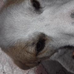 Подробнее об объявлении «Пропала собака кобель мурзик Алматы (Алма-Ата)» Фото: пропала собака  «Пропала собака кобель мурзик Алматы (Алма-Ата)» в г. Алматы (Алма-Ата)