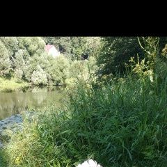 Подробнее об объявлении «Подольск Пропала собака кобель» Фото: пропала собака Ши-тцу «Подольск Пропала собака кобель» в г. Подольск