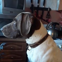 Подробнее об объявлении «Пропала собака кобель Волхов» Фото: пропала собака Курцхаар «Пропала собака кобель Волхов» в г. Волхов