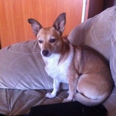 Подробнее об объявлении «Пропала собака Каменск-Уральский» Фото: пропала собака  «Пропала собака Каменск-Уральский» в г. Каменск-Уральский