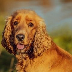 Подробнее об объявлении «Пропала собака кобель Лыткарино» Фото: пропала собака Английский кокер-спаниель «Пропала собака кобель Лыткарино» в г. Лыткарино