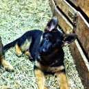 Подробнее об объявлении «Переславль-Залесский Пропала собака» Фото: пропала собака Немецкая овчарка «Переславль-Залесский Пропала собака» в г. Переславль-Залесский