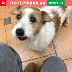 Подробнее об объявлении «Пропала собака кобель Москва» Фото: пропала собака Джек рассел терьер «Пропала собака кобель Москва» в г. Москва