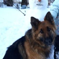 Подробнее об объявлении «Пропала собака Городище (Волгоградская обл.)» Фото: пропала собака Немецкая овчарка «Пропала собака Городище (Волгоградская обл.)» в г. Городище (Волгоградская обл.)