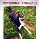 Подробнее об объявлении «Пропала собака метис девочка домодедовская Москва» Фото: пропала собака  «Пропала собака метис девочка домодедовская Москва» в г. Москва