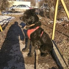 Подробнее об объявлении «Пропала собака кобель Тула» Фото: пропала собака  «Пропала собака кобель Тула» в г. Тула