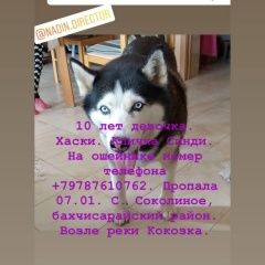 Подробнее об объявлении «Пропала собака убежала хаски Бахчисарай» Фото: пропала собака Сибирская хаски «Пропала собака убежала хаски Бахчисарай» в г. Бахчисарай