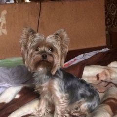 Подробнее об объявлении «Пропала собака йоркширский терьер, девочка, 8 лет Санкт-Петербург» Фото: пропала собака Йоркширский терьер «Пропала собака йоркширский терьер, девочка, 8...» в г. Санкт-Петербург