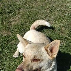 Подробнее об объявлении «Пропала собака помогите найти найду Симферополь» Фото: пропала собака  «Пропала собака помогите найти найду Симферополь» в г. Симферополь