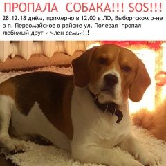 Подробнее об объявлении «Пропала собака кобель бигль Санкт-Петербург» Фото: пропала собака Бигль «Пропала собака кобель бигль Санкт-Петербург» в г. Санкт-Петербург