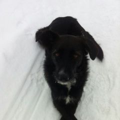 Подробнее об объявлении «Пропала собака зовут мотя Юрьев-Польский» Фото: пропала собака  «Пропала собака зовут мотя Юрьев-Польский» в г. Юрьев-Польский