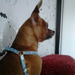 Подробнее об объявлении «Пропала собака кобель той терьер мальчик Нижневартовск» Фото: пропала собака Русский той-терьер «Пропала собака кобель той терьер мальчик...» в г. Нижневартовск