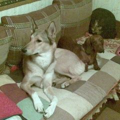 Подробнее об объявлении «Пропала собака Санкт-Петербург» Фото: пропала собака Западно-сибирская лайка «Пропала собака Санкт-Петербург» в г. Санкт-Петербург