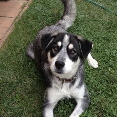 Подробнее об объявлении «Подольск Пропала собака» Фото: пропала собака  «Подольск Пропала собака» в г. Подольск