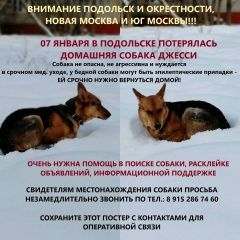 Подробнее об объявлении «Подольск Пропала собака» Фото: пропала собака  «Подольск Пропала собака» в г. Подольск