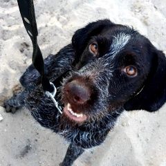 Подробнее об объявлении «Пропала собака дратхаар Ахтубинск» Фото: пропала собака Дратхаар «Пропала собака дратхаар Ахтубинск» в г. Ахтубинск