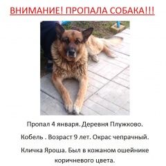 Подробнее об объявлении «Пропала собака кобель овчарка, д. плужково Чехов» Фото: пропала собака Восточно-европейская овчарка «Пропала собака кобель овчарка, д. плужково Чехов» в г. Чехов