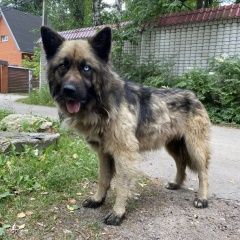 Подробнее об объявлении «Пропала собака метис овчарки Раменское» Фото: пропала собака Немецкая овчарка «Пропала собака метис овчарки Раменское» в г. Раменское