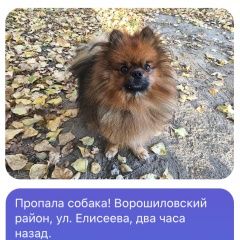 Подробнее об объявлении «Волгоград Пропала собака кобель» Фото: пропала собака Немецкий шпиц «Волгоград Пропала собака кобель» в г. Волгоград