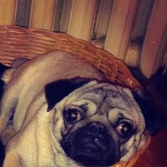 Подробнее об объявлении «Пропала собака серый мопс Воронеж» Фото: пропала собака Мопс «Пропала собака серый мопс Воронеж» в г. Воронеж