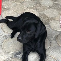 Подробнее об объявлении «Пропала собака кобель Иноземцево» Фото: пропала собака Лабрадор ретривер «Пропала собака кобель Иноземцево» в г. Иноземцево