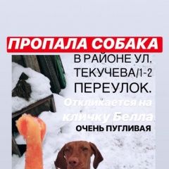Подробнее об объявлении «Пропала собака Ростов-на-Дону» Фото: пропала собака Венгерская выжла «Пропала собака Ростов-на-Дону» в г. Ростов-на-Дону
