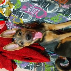 Подробнее об объявлении «Пропала собака кобель пёс микки Искитим» Фото: пропала собака  «Пропала собака кобель пёс микки Искитим» в г. Искитим