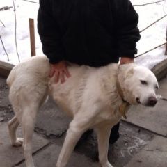 Подробнее об объявлении «Пропала собака среднеазиатская овчарка - алабай Ростов-на-Дону» Фото: пропала собака Среднеазиатская овчарка «Пропала собака среднеазиатская овчарка - алабай...» в г. Ростов-на-Дону