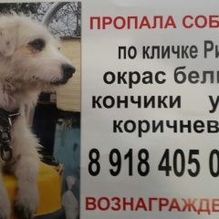 Подробнее об объявлении «Пропала собака окрас белый.рассел терьер.кличка рикки Адлер» Фото: пропала собака Джек рассел терьер «Пропала собака окрас белый.рассел терьер.кличка...» в г. Адлер