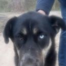 Подробнее об объявлении «Нижний Новгород Пропала собака самка, 1 год, черная, разные глаза» Фото: пропала собака  «Нижний Новгород Пропала собака самка, 1 год,...» в г. Нижний Новгород