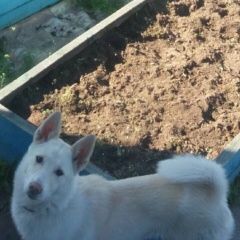 Подробнее об объявлении «Сургут Пропала собака» Фото: пропала собака Западно-сибирская лайка «Сургут Пропала собака» в г. Сургут
