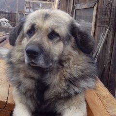 Подробнее об объявлении «Красноярск Пропала собака кобель нашедшему вознаграждение» Фото: пропала собака  «Красноярск Пропала собака кобель нашедшему...» в г. Красноярск