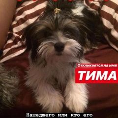 Подробнее об объявлении «Волгоград Пропала собака кобель» Фото: пропала собака  «Волгоград Пропала собака кобель» в г. Волгоград