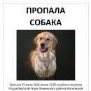 Подробнее об объявлении «Нарофоминск Пропала собака» Фото: пропала собака Голден ретривер «Нарофоминск Пропала собака» в г. Нарофоминск