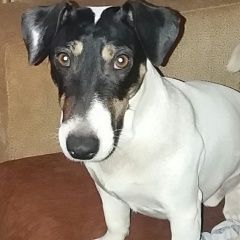 Подробнее об объявлении «Пропала собака кобель прошу помощи Смоленск» Фото: пропала собака Джек рассел терьер «Пропала собака кобель прошу помощи Смоленск» в г. Смоленск