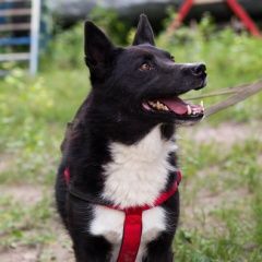 Подробнее об объявлении «Пропала собака Самара» Фото: пропала собака  «Пропала собака Самара» в г. Самара