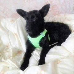 Подробнее об объявлении «Пропала собака из поезда на станции зима Тайга» Фото: пропала собака  «Пропала собака из поезда на станции зима Тайга» в г. Тайга