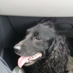 Подробнее об объявлении «Пропала собака спаниель р-он осетинской церкви Владикавказ» Фото: пропала собака Русский охотничий спаниель «Пропала собака спаниель р-он осетинской церкви...» в г. Владикавказ