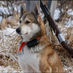 Подробнее об объявлении «Пропала собака кобель Петропавловск-Камчатский» Фото: пропала собака Западно-сибирская лайка «Пропала собака кобель Петропавловск-Камчатский» в г. Петропавловск-Камчатский