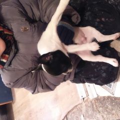 Подробнее об объявлении «Пропала собака кобель вознаграждение Комсомольск-на-Амуре» Фото: пропала собака Французский бульдог «Пропала собака кобель вознаграждение...» в г. Комсомольск-на-Амуре