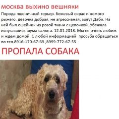 Подробнее об объявлении «Пропала собака Москва» Фото: пропала собака Пшеничный мягкошерстный терьер «Пропала собака Москва» в г. Москва